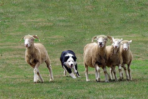 Sheep Dog Trials