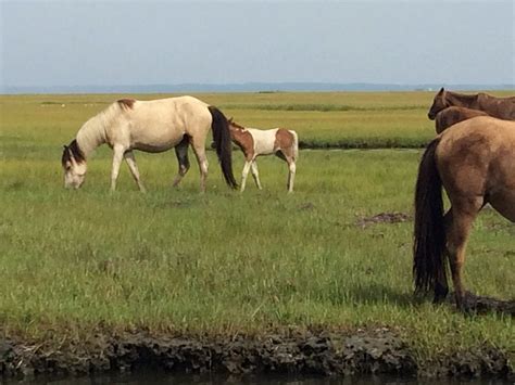 Chincoteague Island Adventures - All You Need to Know BEFORE You Go (2024)