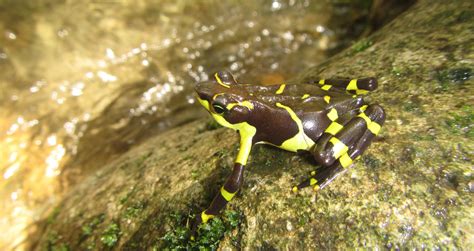 Atelopus project in Panama - PWCC - Panama Wildlife Conservation