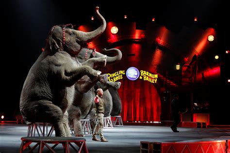 Cruelty to Circus Animals Is Not Entertainment - Newsweek