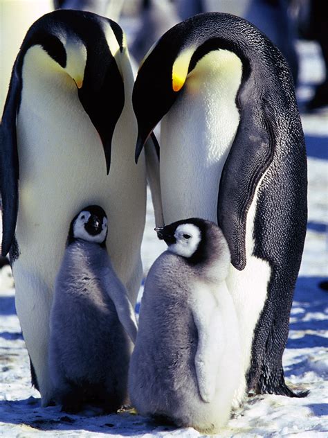 Emperor Penguins in Antarctica