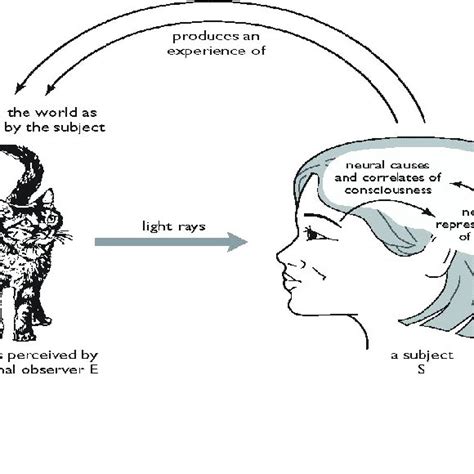 Perceptual projection. A conscious subject receives light ray signals ...