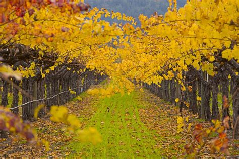 Grape Field stock photo. Image of plants, trees, california - 66812