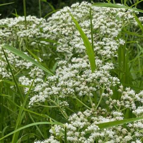 Organic Boneset - Fruition Seeds