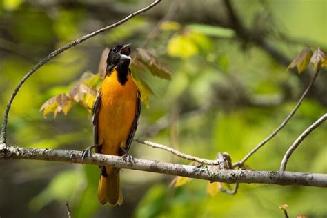 Oriole Photograph, Bird Photography, Bird, Baltimore Oriole, Nature Photography, Bird Photo ...