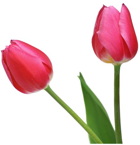 Tulip clipart – Clipartix