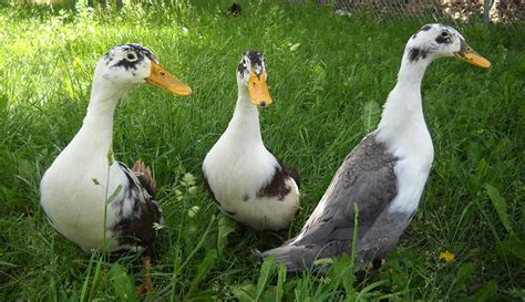 Raising Ducks for Eggs: 6 Best Breeds – Hobby Farms