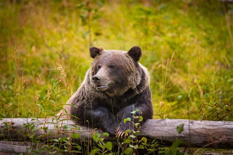 Collecting bear poop may become a thing of the past for Parks Canada - Cottage Life