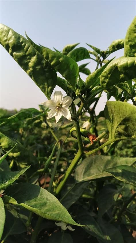 Flower of chilli stock image. Image of green, chilli - 178508037