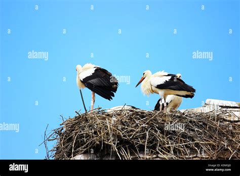 White storks in nest Stock Photo - Alamy