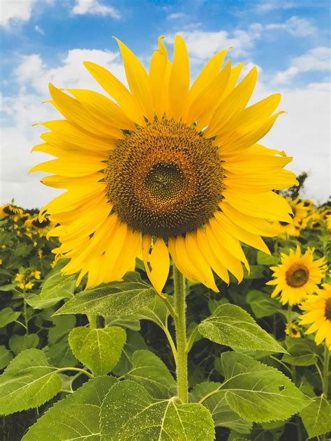 Sunflower Wallpapers: Free HD Download [500+ HQ] | Unsplash