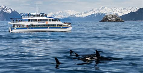 Alaska Whale Watching in Kenai Fjords - Major Marine Tours