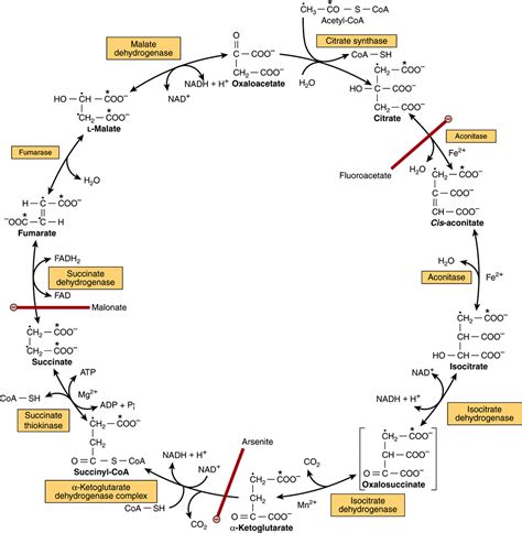 The Citric Acid Cycle: The Catabolism of Acetyl-CoA - Bioenergetics ...