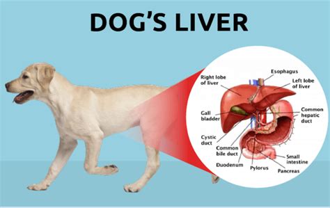 What Are Signs Of Liver Damage In Dogs