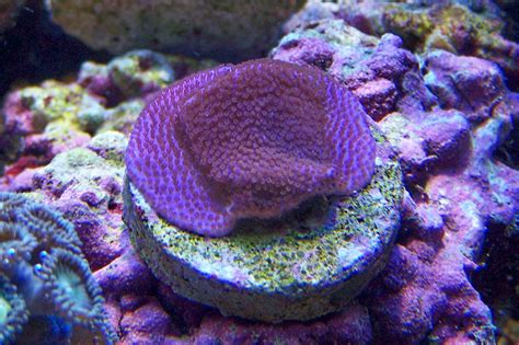 Share your propagation "wish list"! - Reef Central Online Community