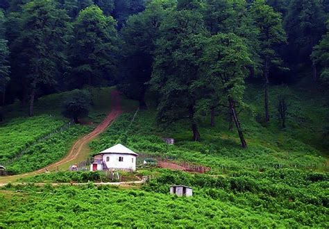 Dalkhani Forests Known as Paradise Hall in North of Iran - Tourism news ...