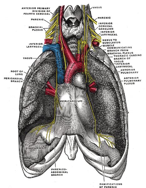 Phrenic nerve - Wikipedia