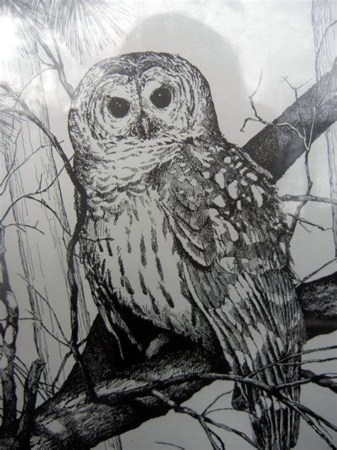 Tree drawing, Owls drawing, Drawings