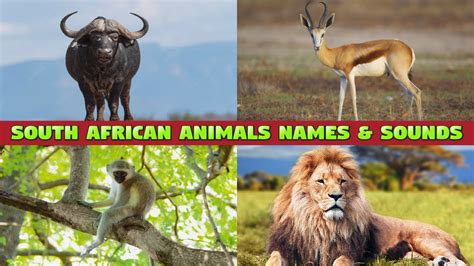 SOUTH AFRICAN ANIMALS NAMES AND SOUNDS - YouTube