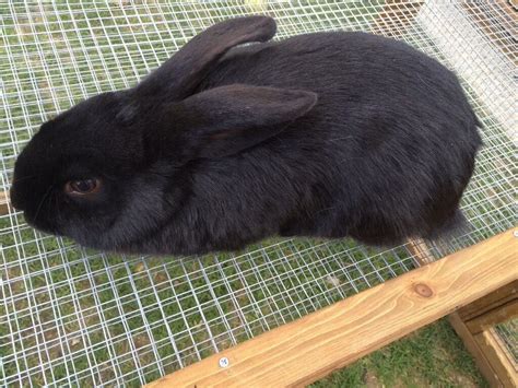 Black Mini Lop X Rabbit | in Ipswich, Suffolk | Gumtree