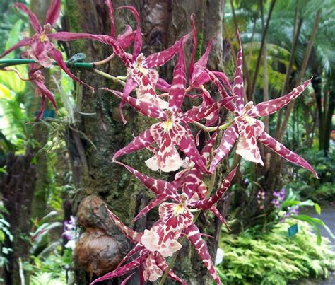 Spider Orchid in Hawaii - Hawaii Pictures