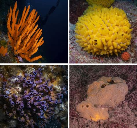 Sponges can survive low oxygen and warming waters. They could be the ...