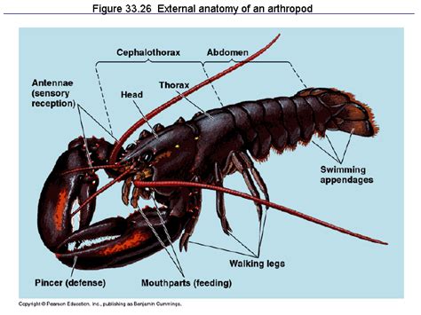 Figure 33.26 External anatomy of an arthropod