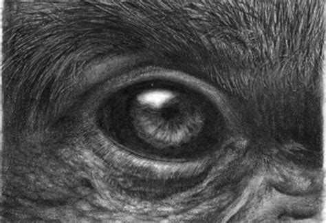 Original ACEO Gorilla Eye Pencil Drawing by onlypencil on Etsy