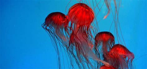 Top 7 Interesting Big Red Jellyfish Facts - STARNEWS