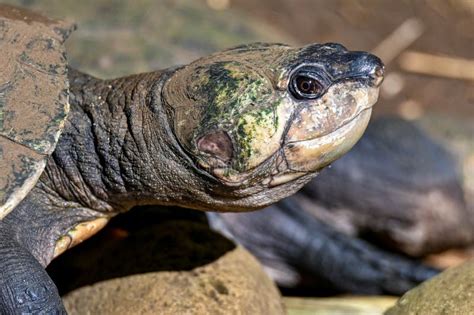 Madagascar Big-headed Turtle Erymnochelys Madagascariensis, Madagascar Nature Stock Image ...