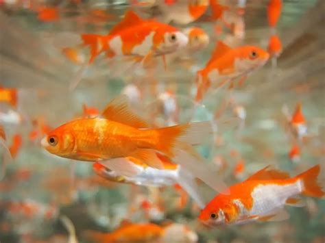 Feeder Goldfish Care Guide and Species Profile | Fishkeeping World