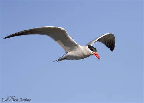 Caspian Tern In Flight – Feathered Photography