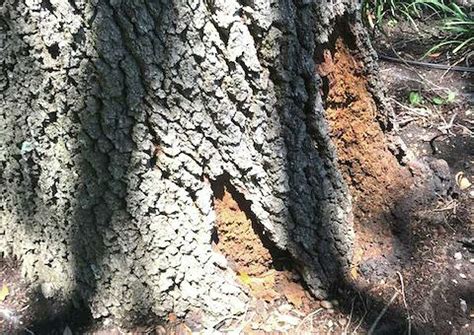 Neil Sperry: Bark-losing live oak could be rotting