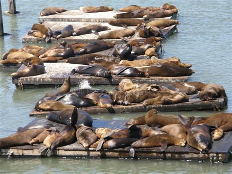 Sea Lions At Fisherman's Wharf In San Francisco Stock Image - Image ...