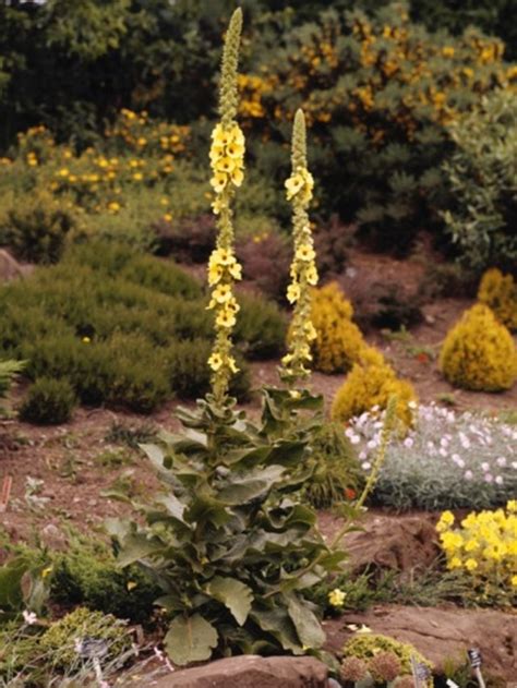 When to Harvest Mullein Leaves | Hunker