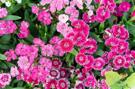 18 Pretty Pink Flowers For Your Garden