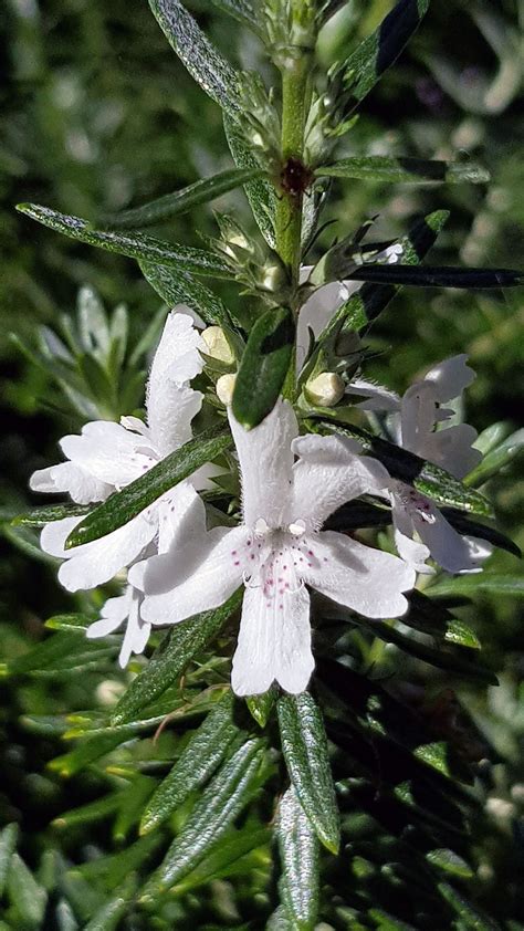 Westringia fruticosa - was rosmarinifolia - Department of Biological ...