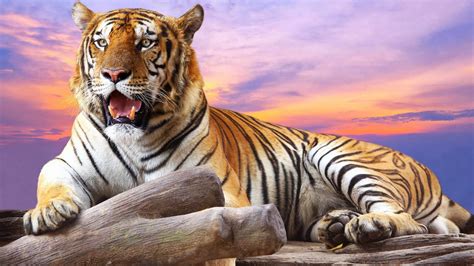 Wild Tiger Wallpapers Obtain - HD Images New | Tiger wallpaper, Animal ...