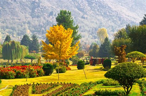 A golden leaf Chinar tree .. Botanical Gardens in Srinagar, Kashmir, India ... | Smithsonian ...