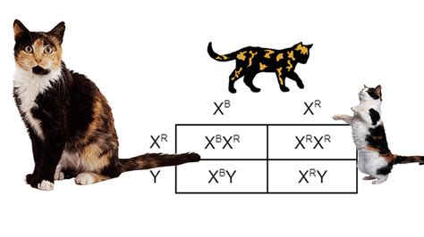 The Genetics of Tortoiseshell and Calico Cats | BIPmd