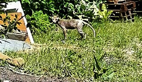 A photo that might shed new light on alleged thylacine (tasmanian tiger) sightings ...