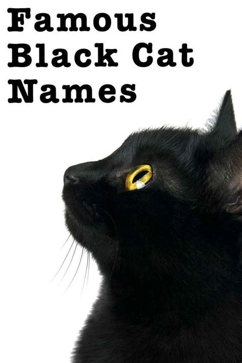 8 fun facts about black cats – Artofit