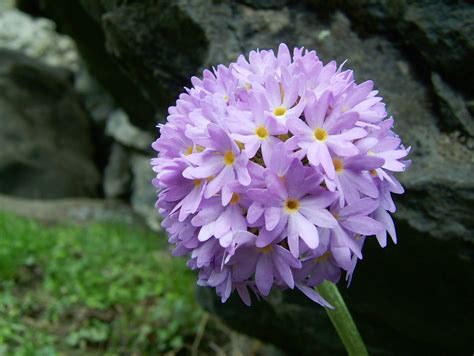 Asisbiz Local Wild spring flowers Srinagar Kashmir India 12