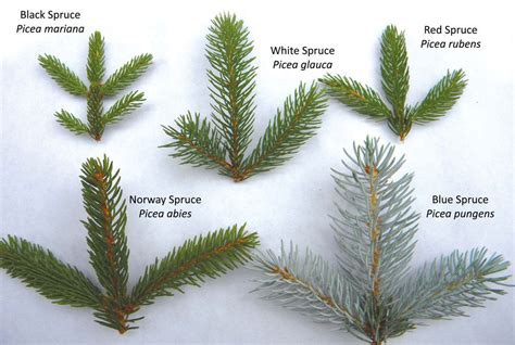 Image result for spruce tree identification | Tree identification, Tree id, Blue spruce tree