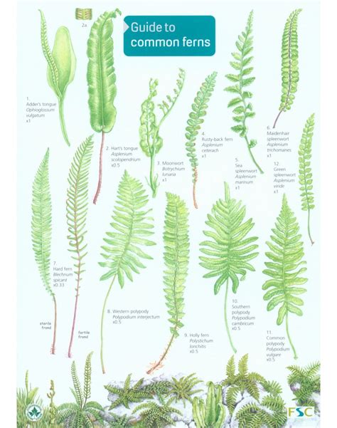 Guide to Common Ferns | Ferns garden, Ferns, Plants