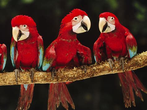 Red-and-green Macaw Picture - Image Abyss