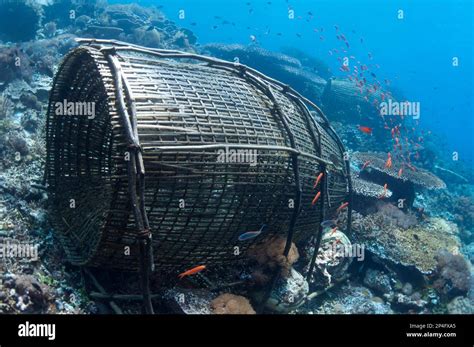 Fish traps and fish on the reef, Reta Island, Alor Archipelago, Lesser ...