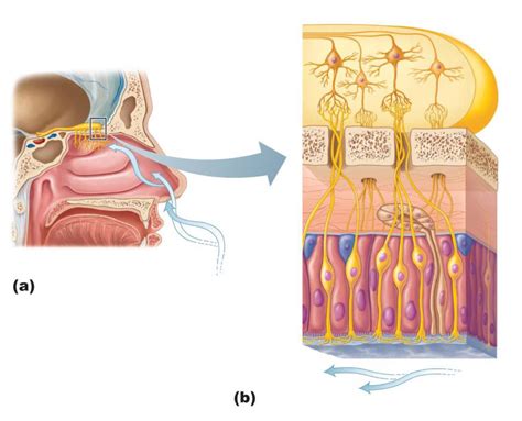 Location and Cellular composition of Olfactory Epithelium Diagram | Quizlet