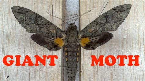 BIGGEST WING SPAN OF ANY MOTH IN NORTH AMERICA - MOUNTING THE GIANT SPHINX - YouTube