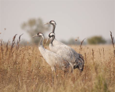 Cranes in sunset, ready to take off | Flickriver | Twitter |… | Flickr